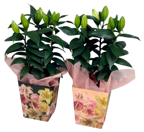  Lys Oriental code EAN 3000219507113 