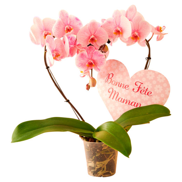  Orchidée 2 Branches En Forme De Coeur  code EAN 3000223511014 