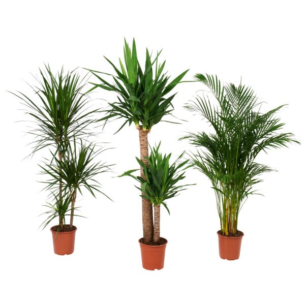  Grandes Plantes Vertes code EAN 3000242590182 