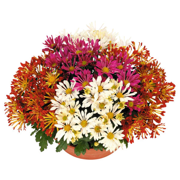  Chrysanthème Spider code EAN 3000500032942 