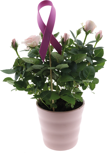  ROSIER AVEC CÉRAMIQUE code EAN 3218435 