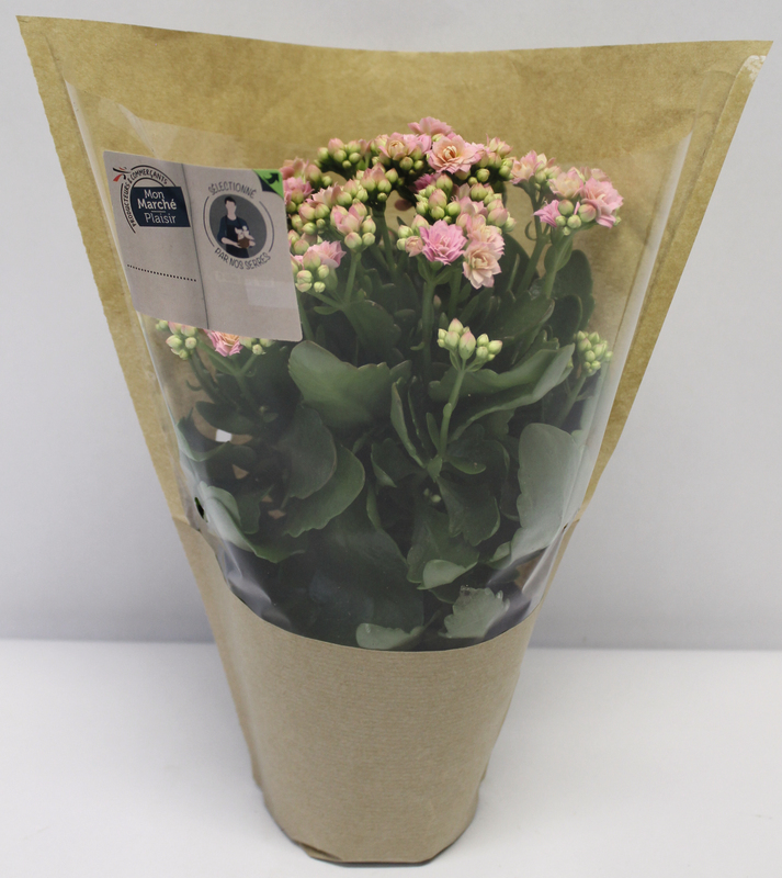 KALANCHOË POT 12 CM mon marché plaisir