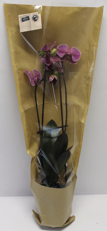 PHALAENOPSIS 2 TIGES POT 12 CM mon marché plaisir