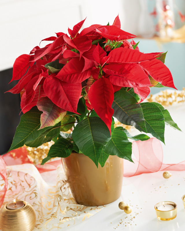 POINSETTIA POT 14 CM mon marché plaisir