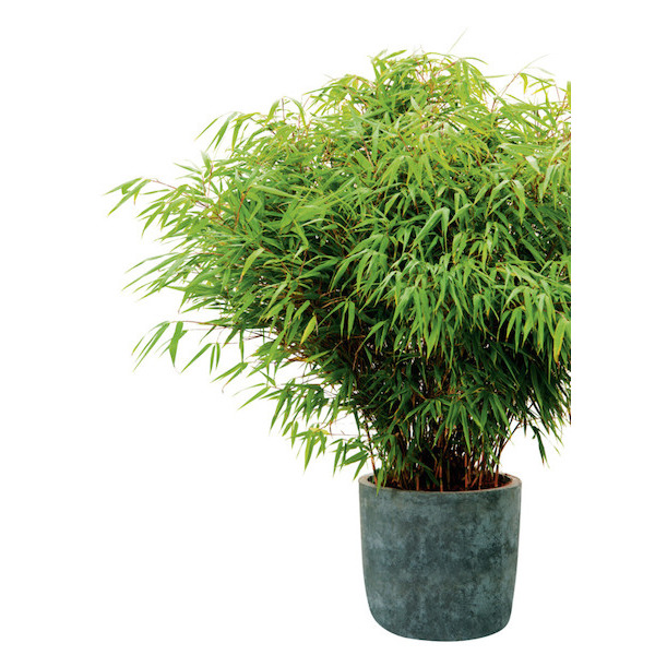  Bambou fargésia rufa code EAN 3270190709183 