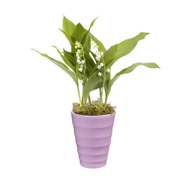 Pot de muguet 3 griffes code EAN 3270190738183 