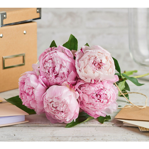 Bouquet de 5 pivoines
