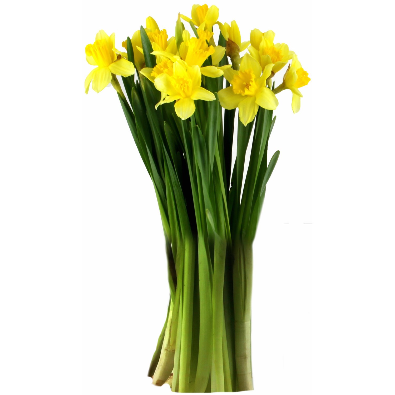 Fleurs Jonquilles Carlton 