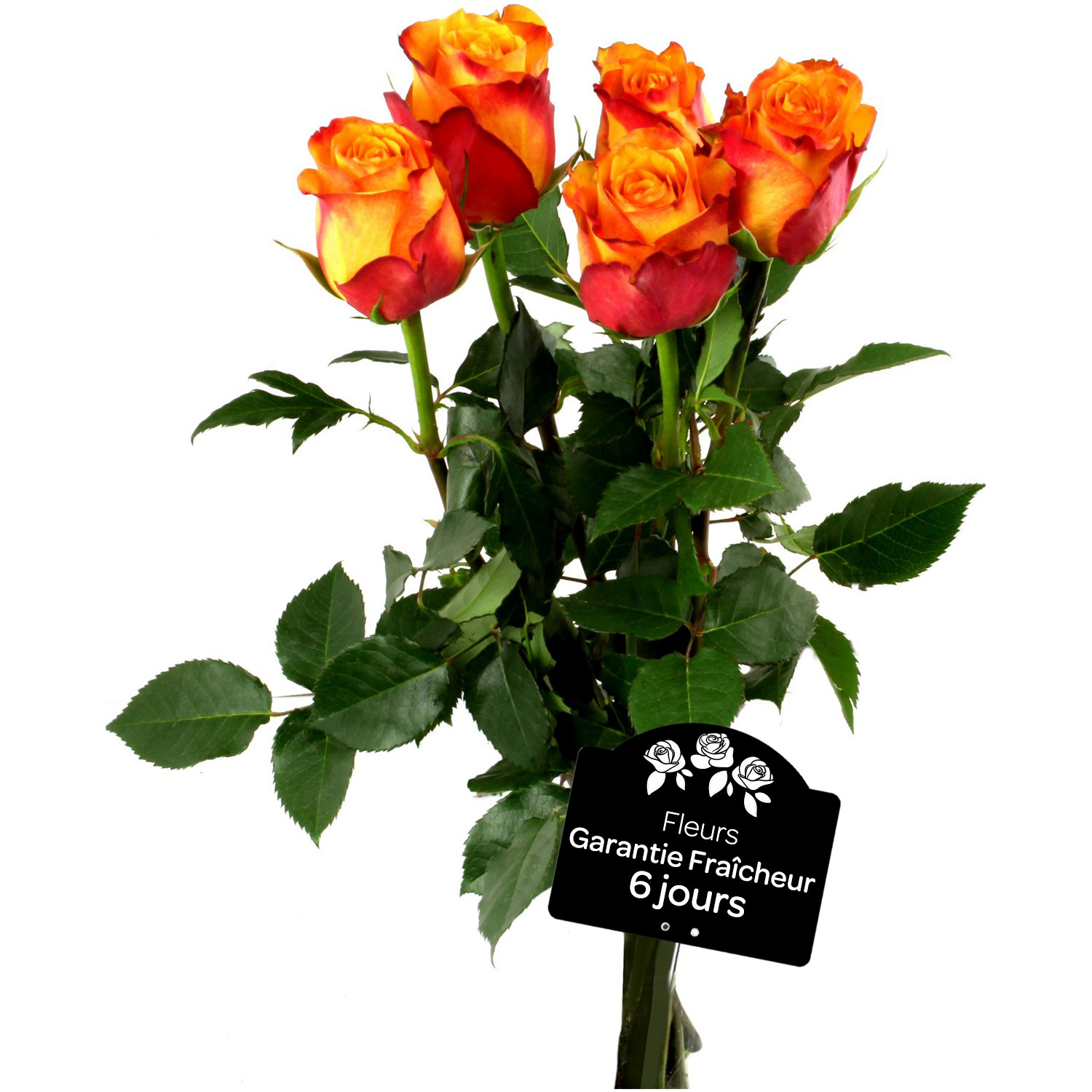 FLEUR Fleurs Roses, coloris assortis  code EAN 3270190828686 