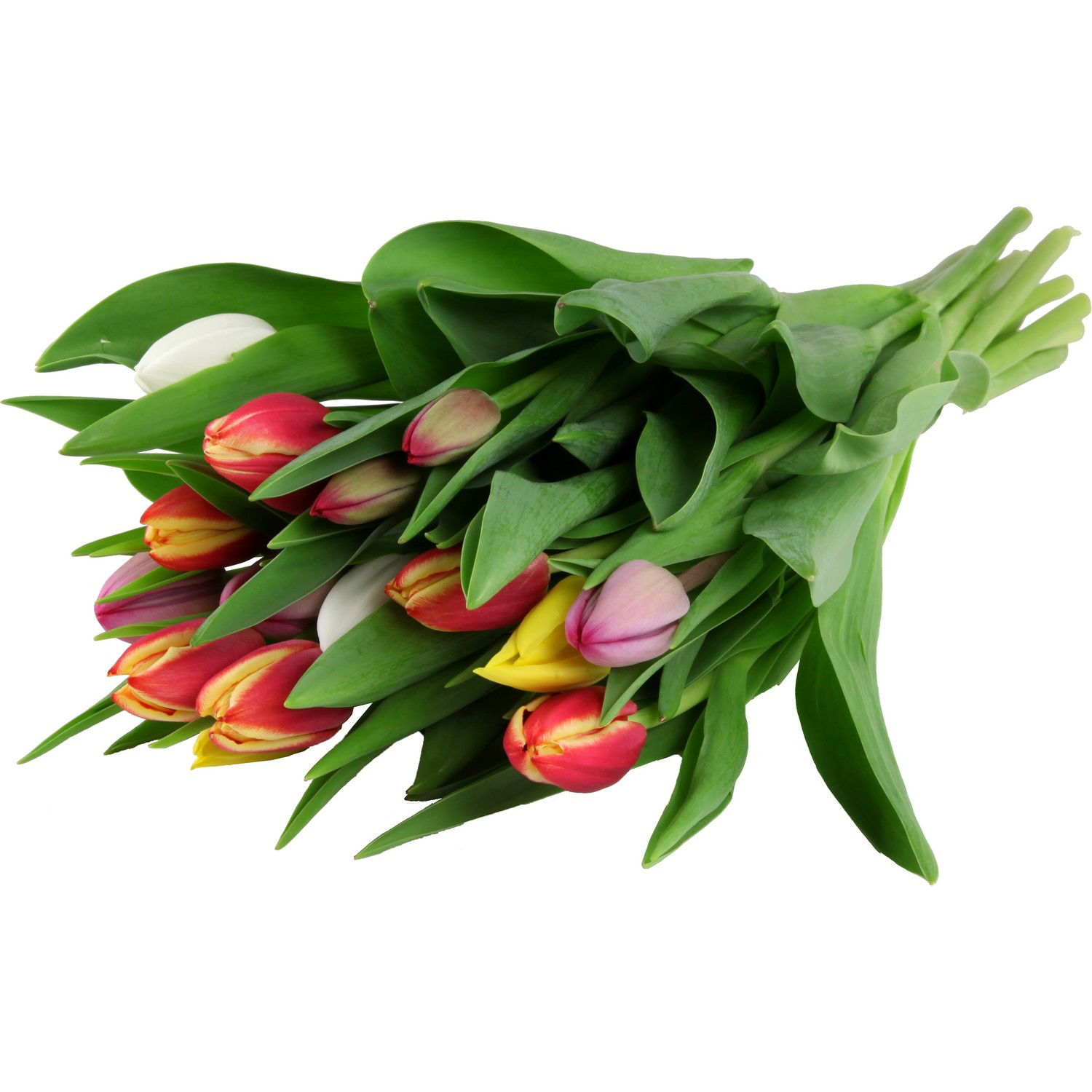 CARREFOUR Tulipes Arlequin CARREFOUR code EAN 3270190830740 