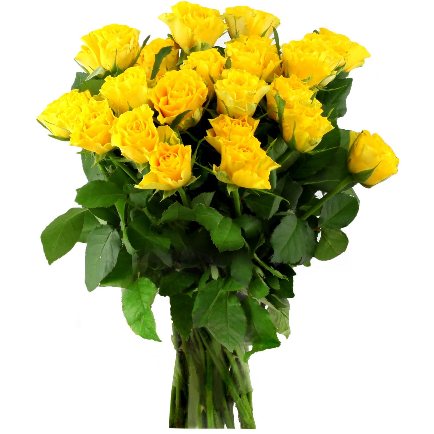 Fleurs Roses 40 cm, coloris assortis 3270190838906 FLEUR Fleurs Roses 40 cm, coloris assortis 3270190838906 FLEUR