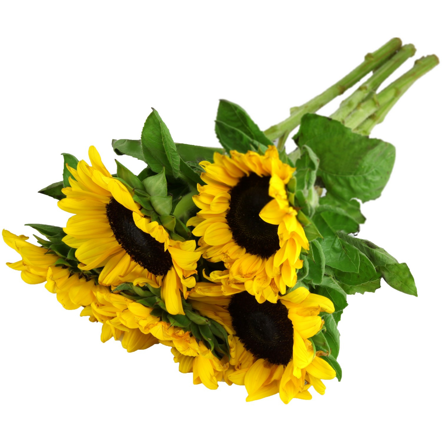 Bouquet Tournesol CARREFOUR