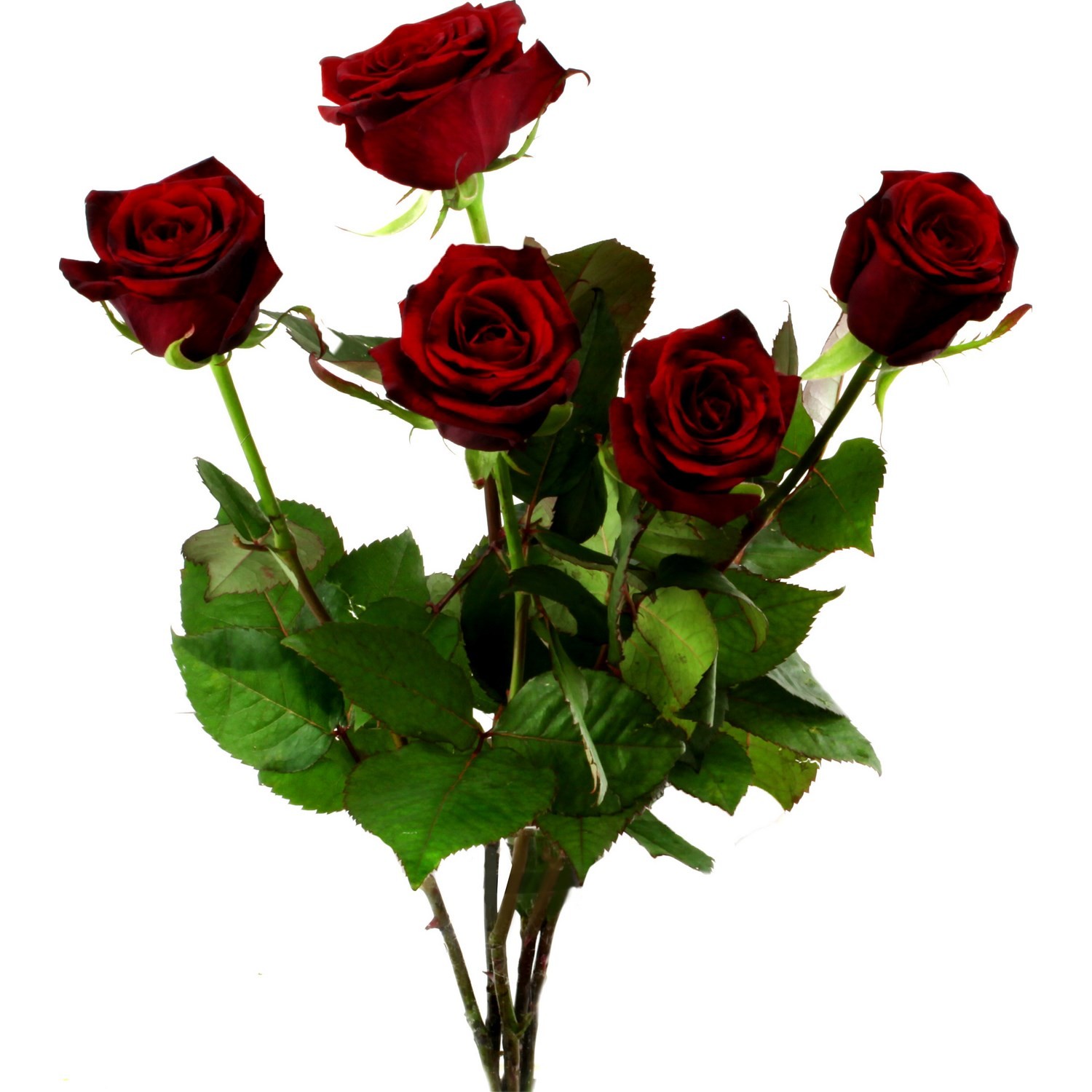 Fleurs Roses 60 cm rouges 3270190847601 FLEUR Fleurs Roses 60 cm rouges 3270190847601 FLEUR