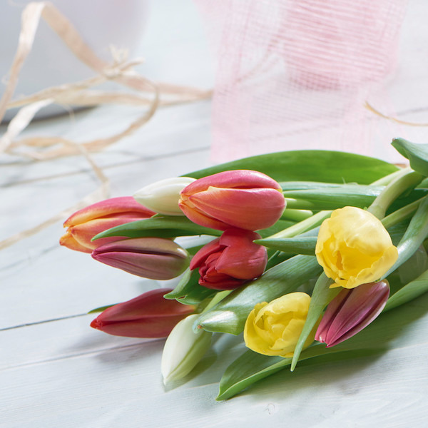 Bouquet de 10 tulipes 3270190851479 (3270190851479)