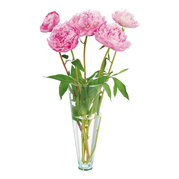 BOUQUET DE 5 PIVOINES 3270190854098 (3270190854098)