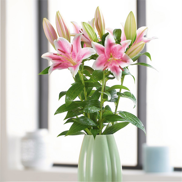 Bouquet de 5 lys 3270190856375 (3270190856375)
