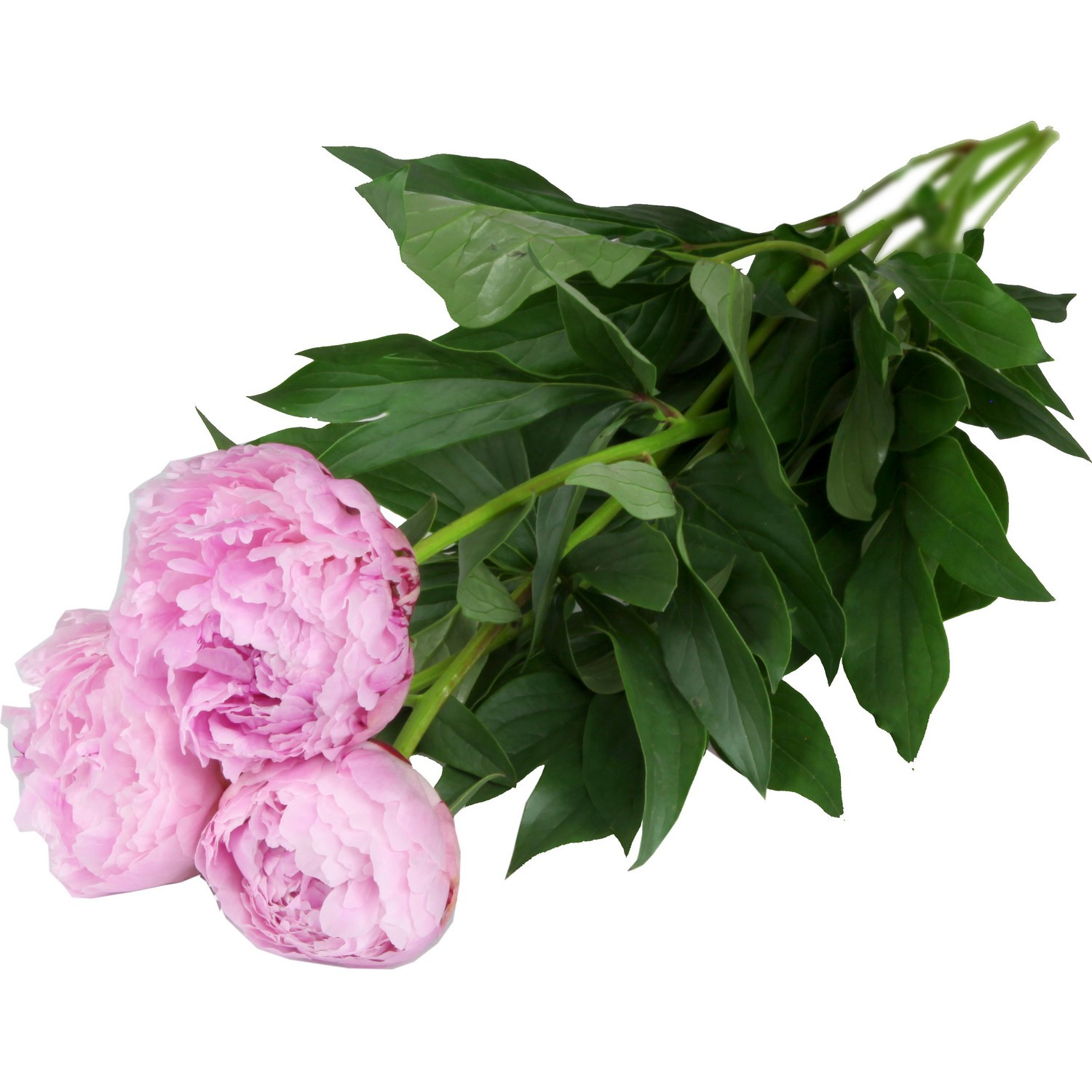 Pivoine 3 tiges CARREFOUR