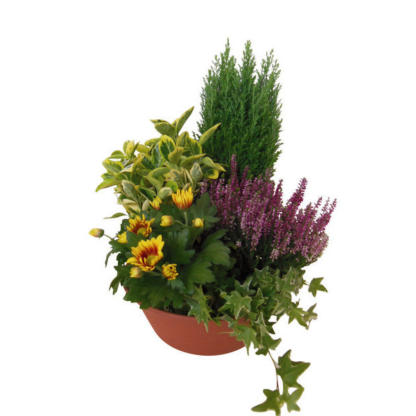 Composition florale 3276550199243 (3276550199243)