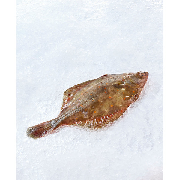  Carrelet code EAN 3276551777471 