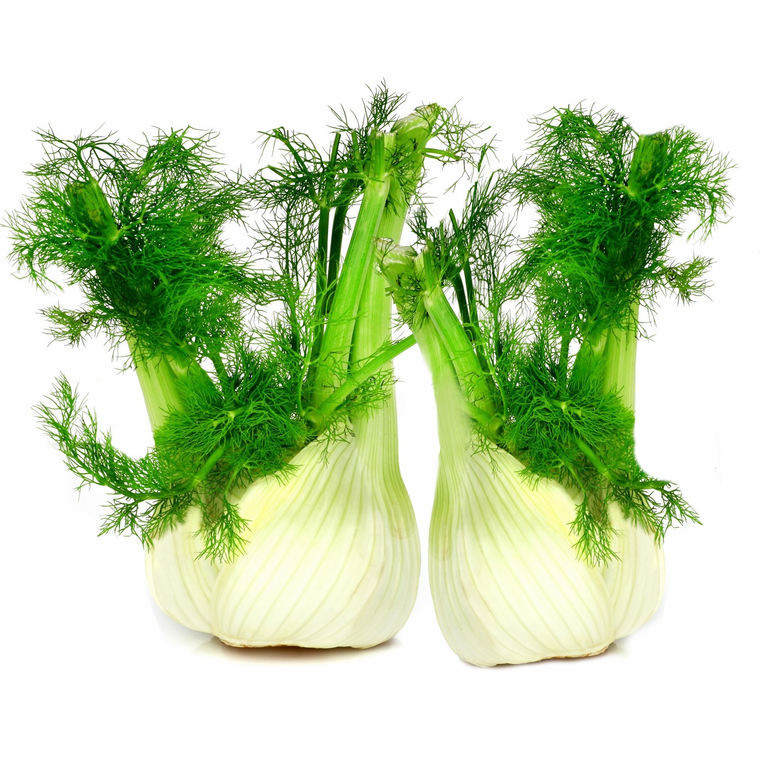  Fenouil   code EAN 3276552449278 