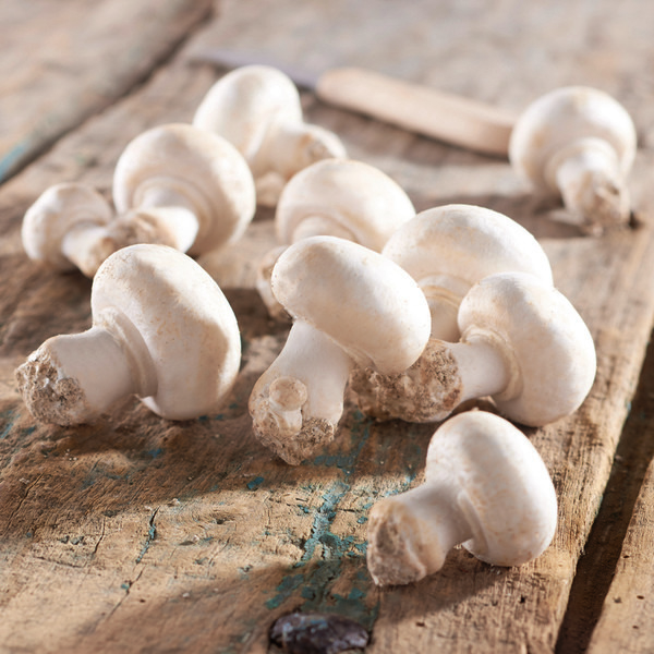 Champignons de Paris blancs Bio