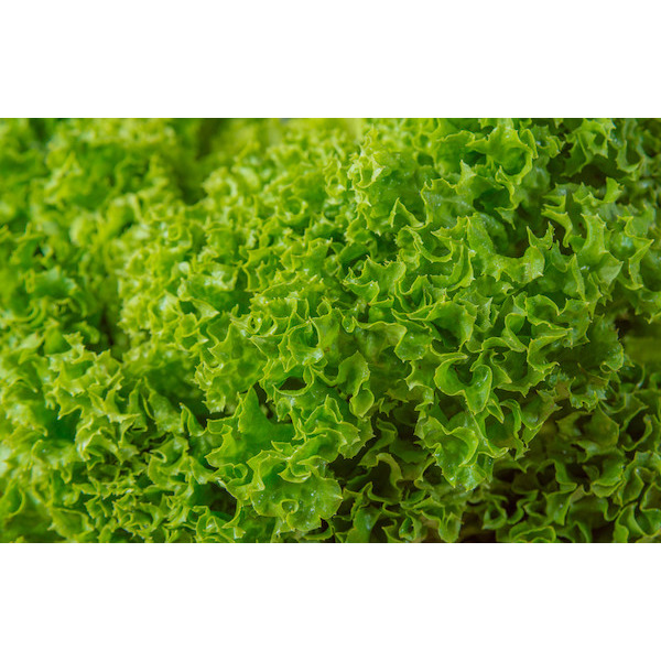  Salade Batavia code EAN 3276554587282 