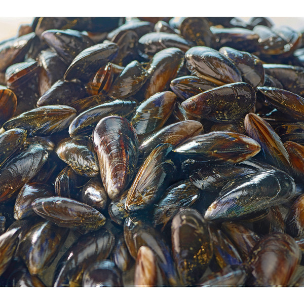 Moules de corde FILIÈRE QUALITÉ CARREFOUR