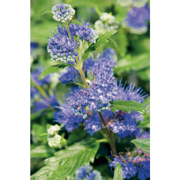 Plantes mellifères et attractives pour les abeilles et pollinisateurs 3289681108800 