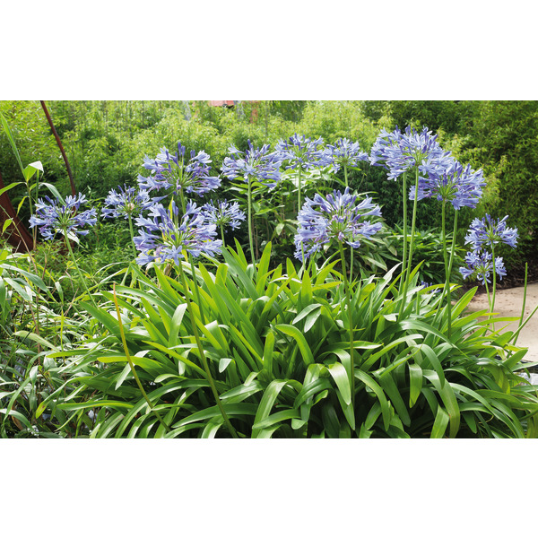  Agapanthe code EAN 3326280075468 