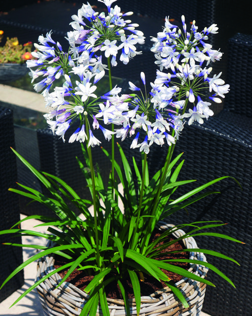  AGAPANTH code EAN 3326280125224 