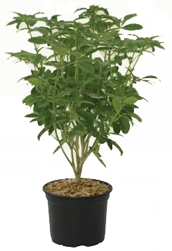  ORANGER DU MEXIQUE code EAN 3326280157065 