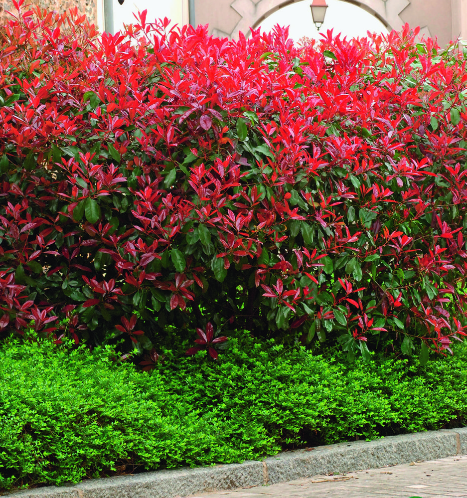  PHOTINIA code EAN 3326280196873 