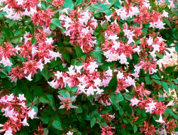 Arbustes Fleuris 3326280597625 