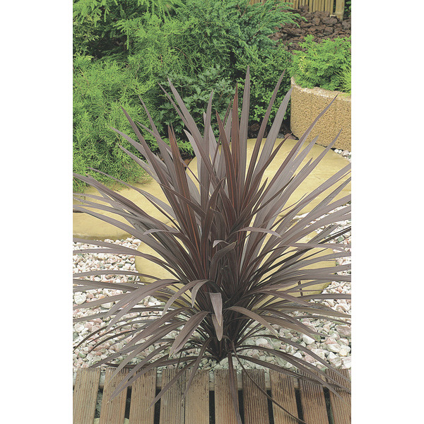  Cordyline
 code EAN 3326280712486 