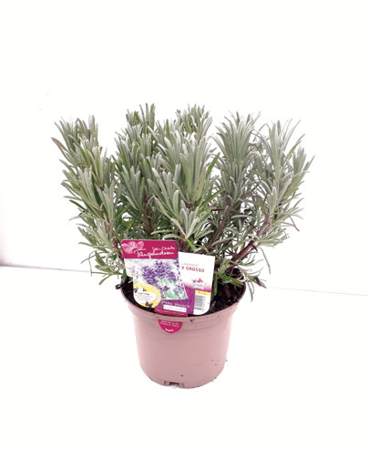 PLANTES AROMATIQUES 3327190000533 