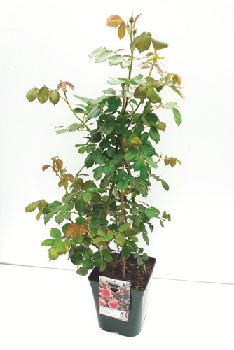  ROSIER GRIMPANT code EAN 3327190104309 