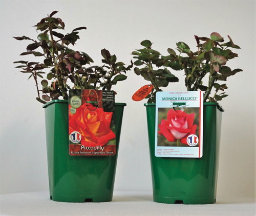  ROSIER BUISSON COLLECTION PROTÉGÉE code EAN 3327190106136 