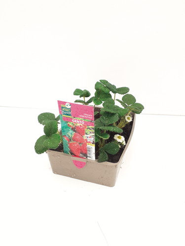  FRAISIER code EAN 3327191520108 