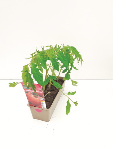  TOMATES code EAN 3327191811923 