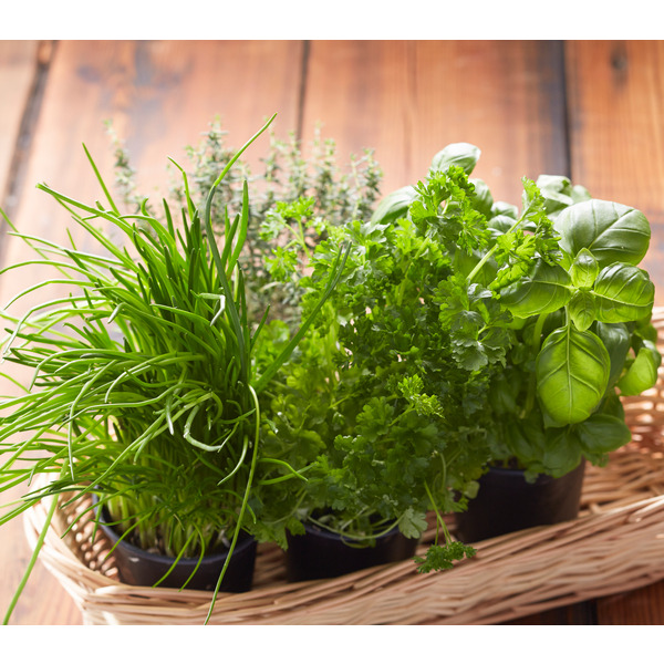  Herbes En Pot Bio  code EAN 3333313202043 