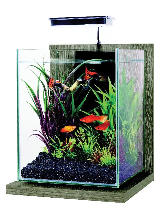 KIT AQUARIUM “JALAYA ZEBRANO”
