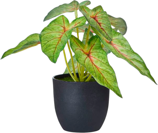 POT DE SYNGONIUM - 17CM 
