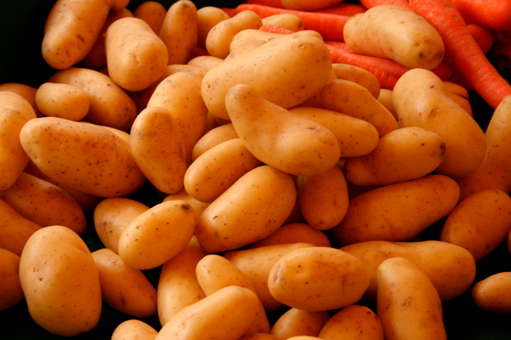 PLANTS DE POMMES DE TERRE