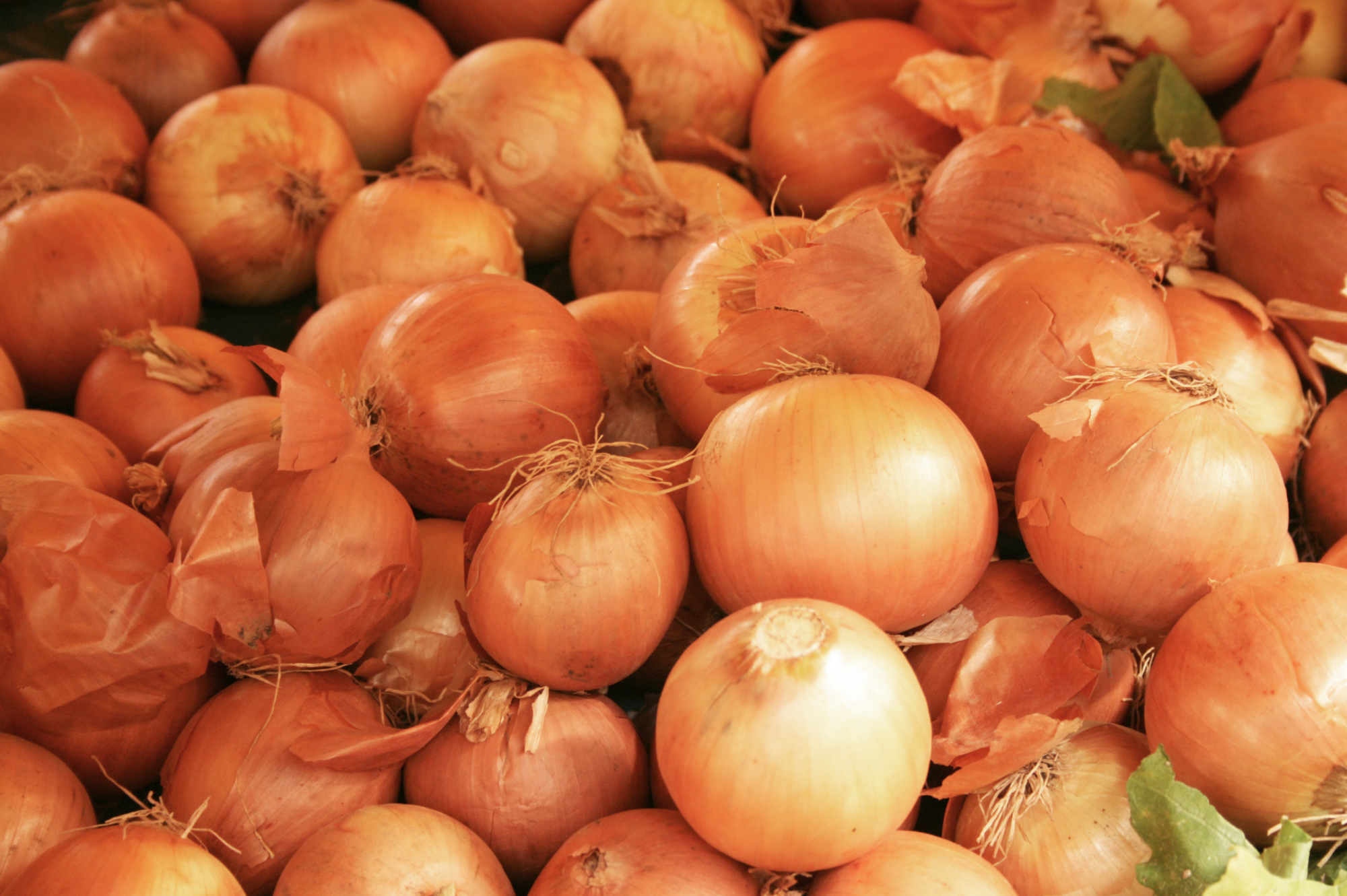 DISTRIPLANT OIGNONS "STUTTGARTER RIESEN" code EAN 3350072130530 