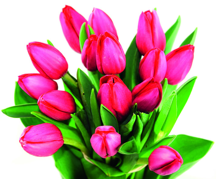  BOUQUET DE 15 TULIPES ET SA HOUSSE KRAFT BIODÉGRADABLE code EAN 3355150001702 