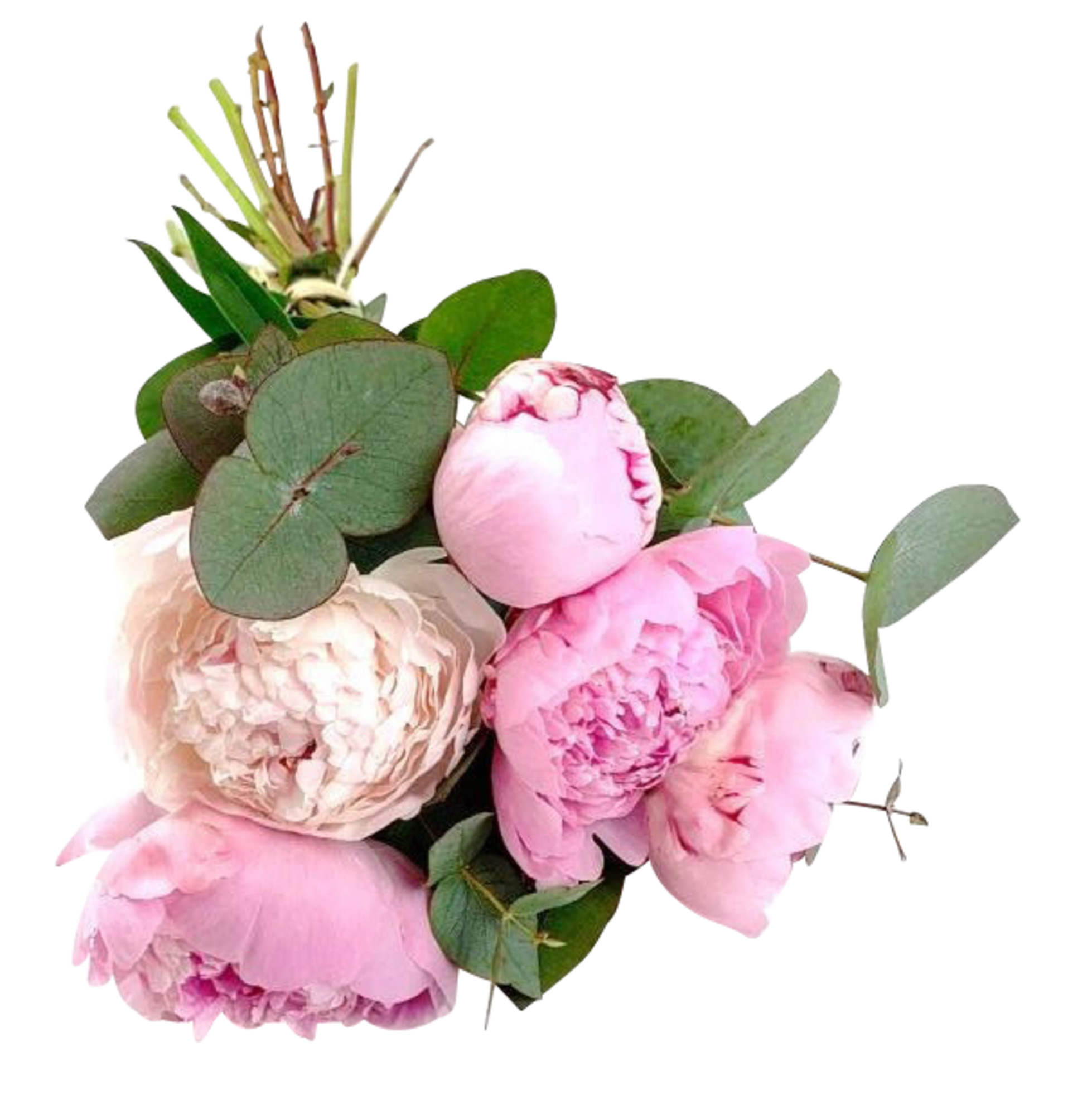 Bouquet 5 pivoines et eucalyptus