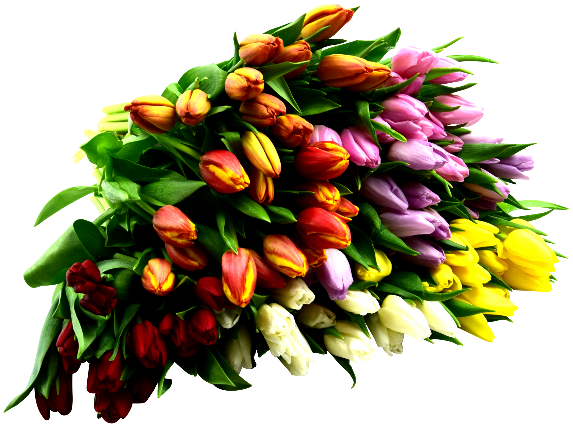 Bouquet de 12 Tulipes