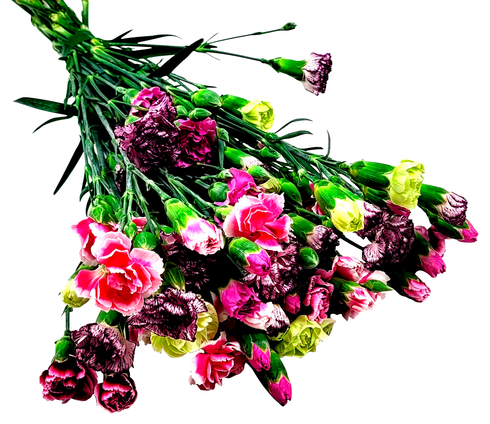 Bouquet 15 mini œillets arlequin MAX HAVELAAR