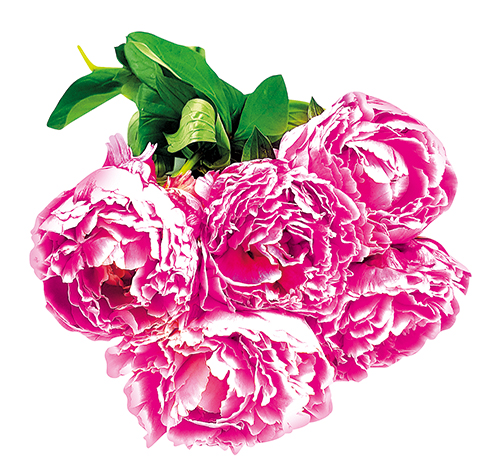  7 PIVOINES code EAN 3355150059338 