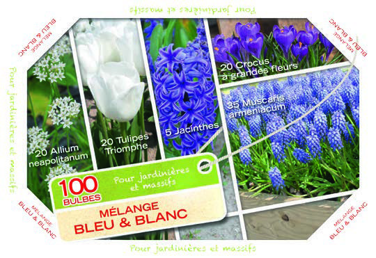 CAGETTE DE BULBES À FLEURS VARIÉS 3360899411859 (3360899411859)